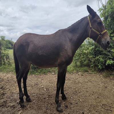 Oliver de Santa Rosa