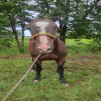 Pan_de_Azúcar_Frontal