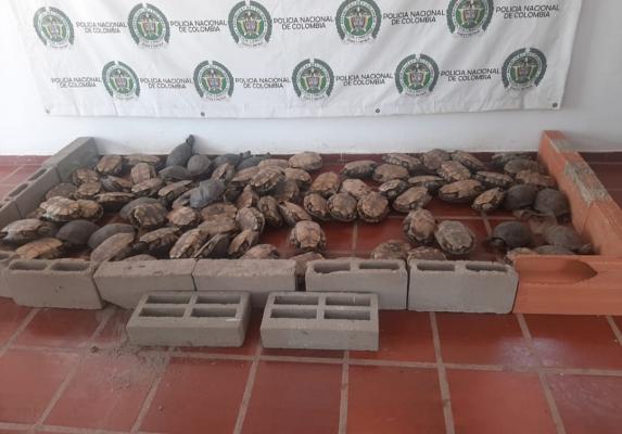 En Bolívar: Intensificamos operativos para evitar caza de hicoteas a víspera de la Semana Mayor