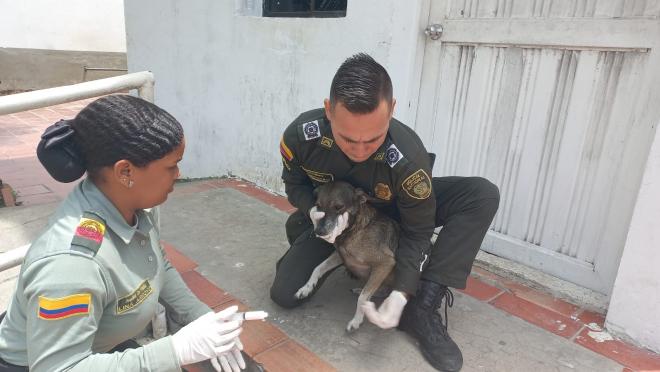 A la negra le aplican la vacuna.