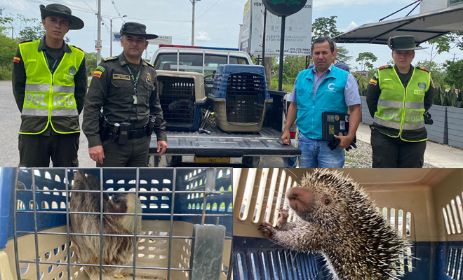Oso Perezoso y un Puercoespín regresan a su hábitat
