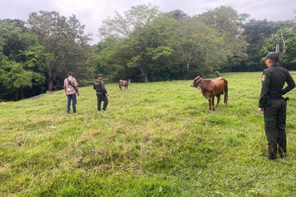 Tres hombres capturados por el presunto delito de abigeato