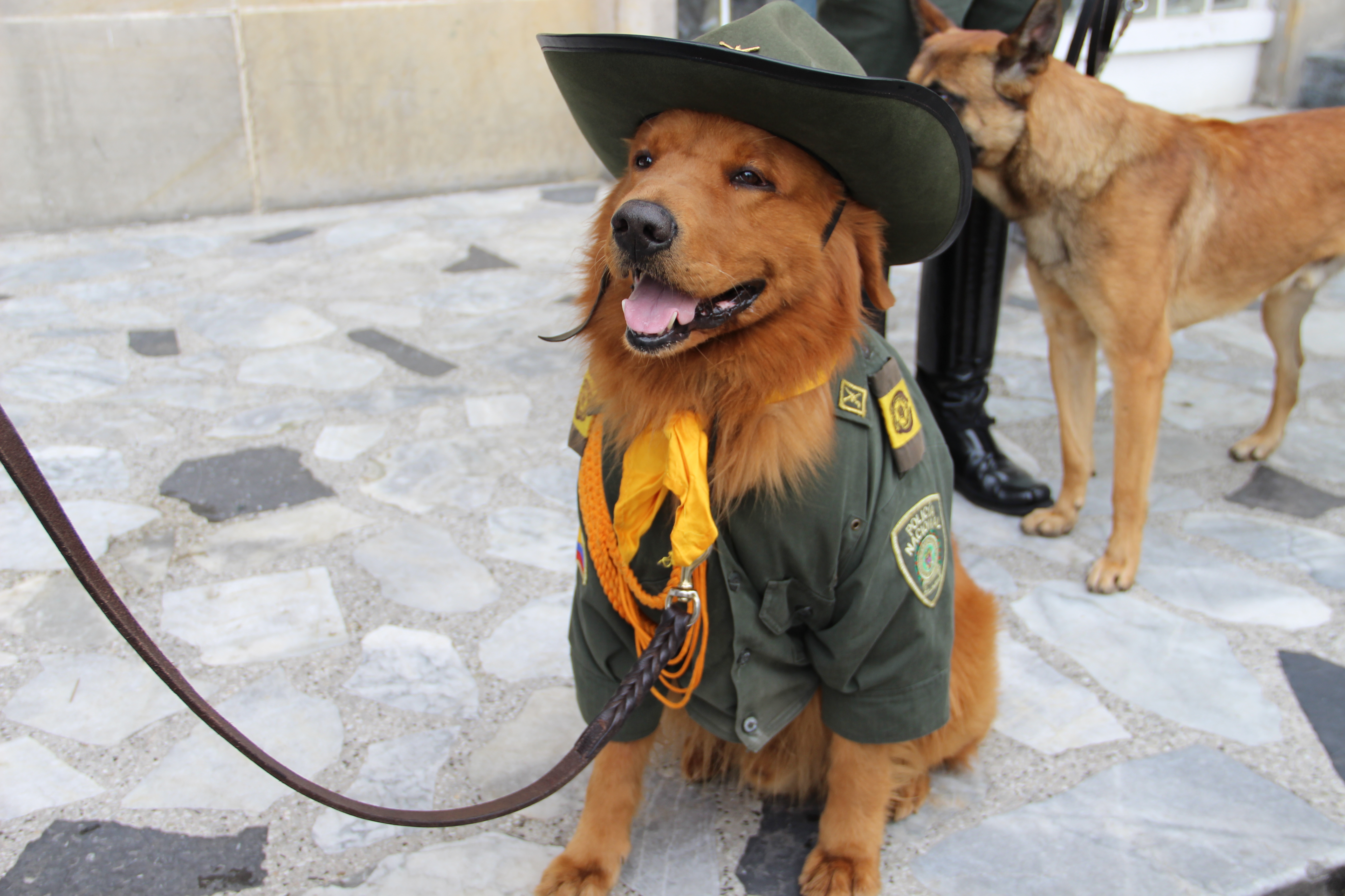 guias-encuentran-cocaina-en-el-aeropuerto-el-dorado