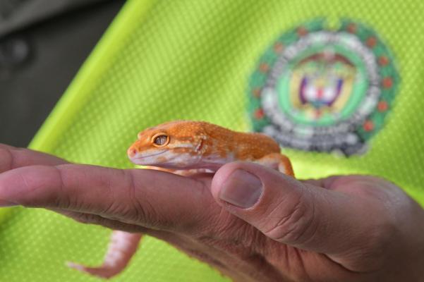 Operación "Leopardo": la ofensiva más grande contra el tráfico de animales en el país.