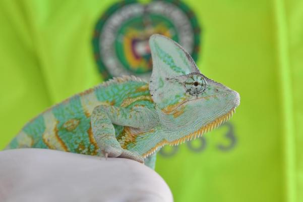 Operación "Leopardo": la ofensiva más grande contra el tráfico de animales en el país.