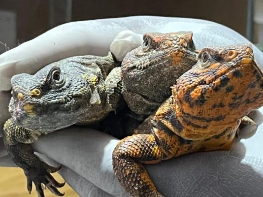 Operación "Leopardo": la ofensiva más grande contra el tráfico de animales en el país.