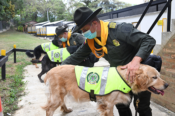 Tres caninos de la especialidad antinarcóticos han detectado más de 700 kilos de droga
