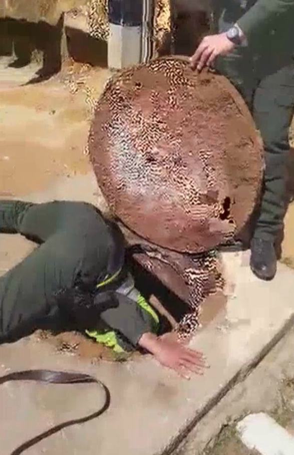 Valeroso-rescate-de-mascota-atrapada-en-alcantarilla-1