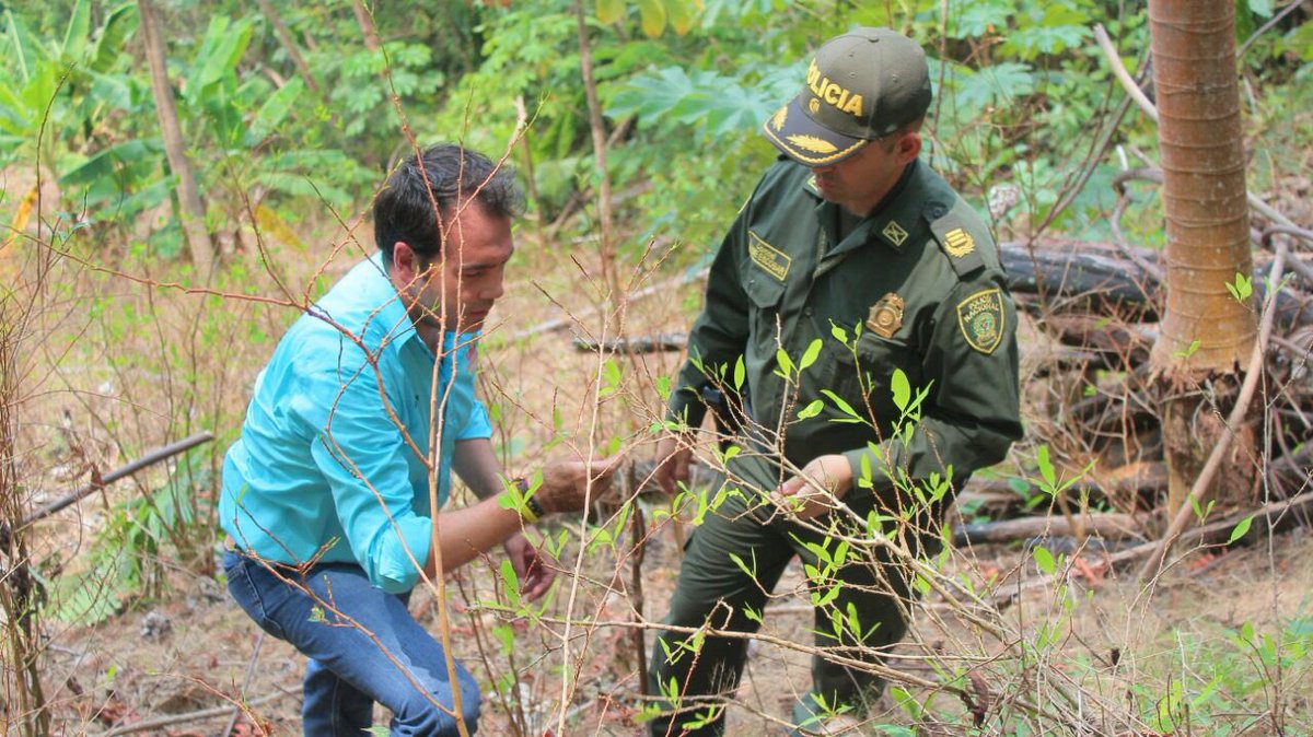 Erradicación cultivos de coca - Policía de Santander