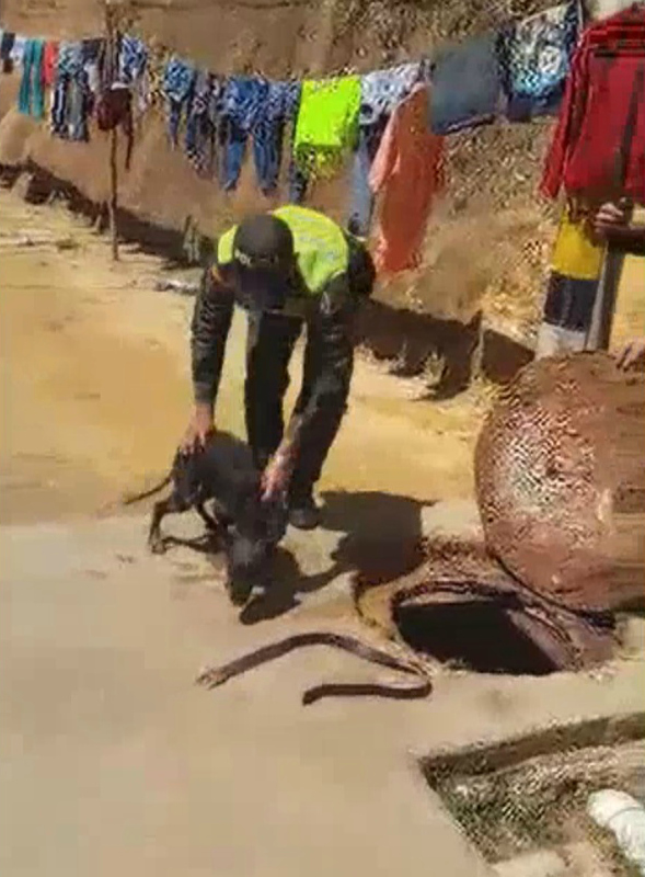 Valeroso-rescate-de-mascota-atrapada-en-alcantarilla-2