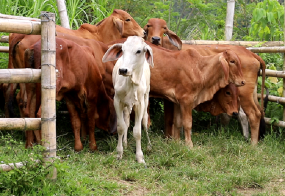 Habían sido sustraídas de una subasta ganadera en la ciudad de Pereira