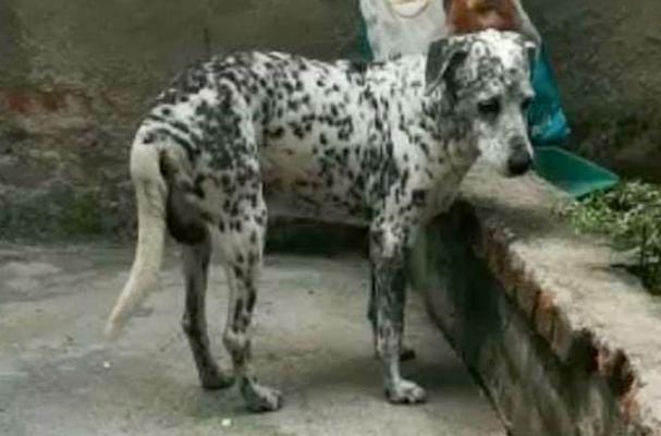 Fotografía perro asesinado