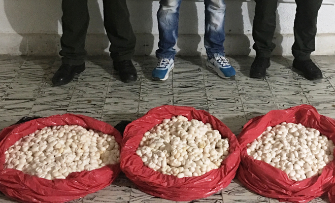 Transportaba 5000 huevos de iguana en la bodega de un bus 