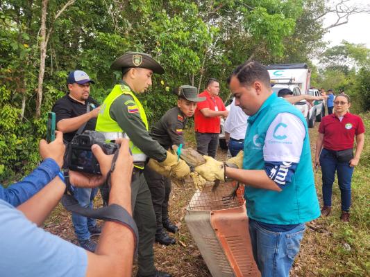 32 especies de animales silvestres fueron rescatados y liberados en hábitat natural_1