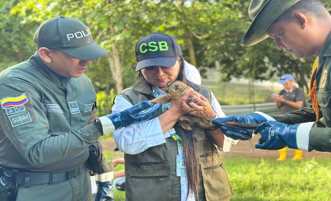Golpe a los traficantes de fauna silvestre en Magangué: 53 animales fueron rescatados por la Policía Nacional