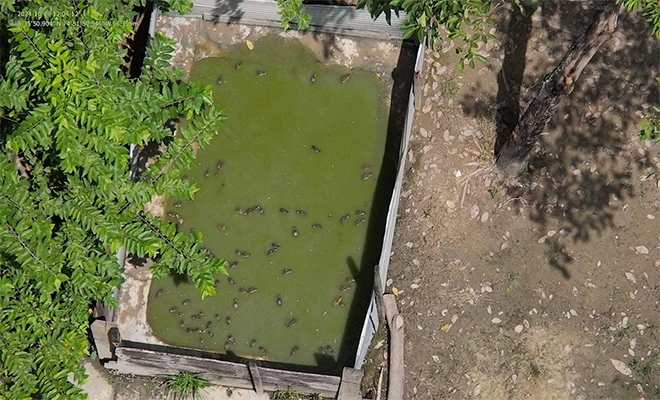 Almacenamiento clandestino de reptiles