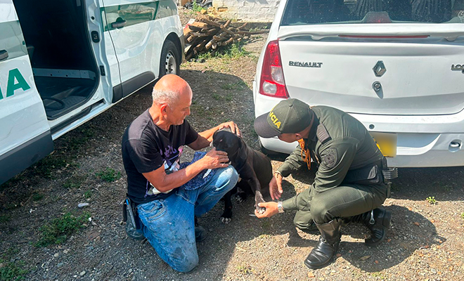 Atención al canino lesionado