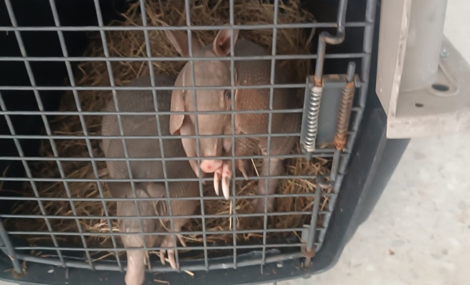 Capturado un hombre por aprovechamiento ilícito de recursos naturales en Neira