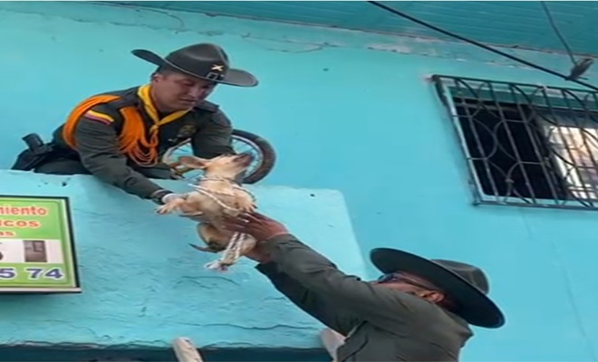 En Medellín fueron rescatados de un balcón, cuatro perritos en deplorable estado