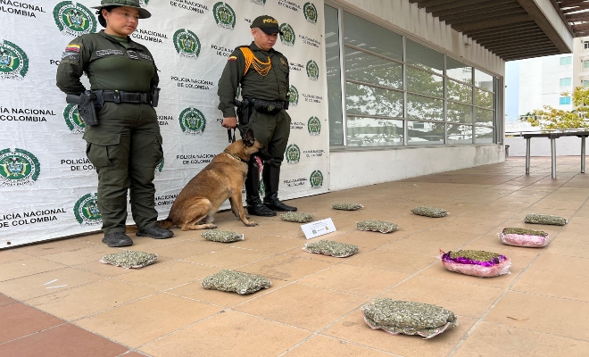 Canino antinarcoticos killer detecta el trafico de mas de 6 mil dosis de marihuana