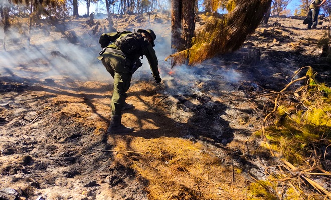 Carabineros despliegan acciones para proteger el capital natural