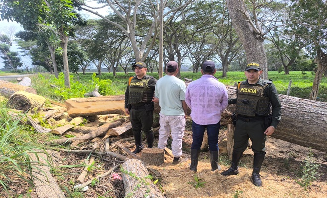 Policía sorprende a sujetos cortando arboles en Montería
