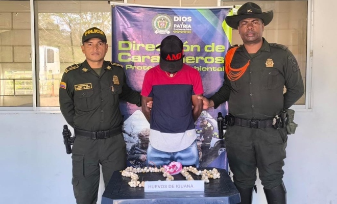 Fue capturado un sujeto de 37 años quien llevaba en sus manos varias tiras, en dónde tenía 150 huevos de iguana.