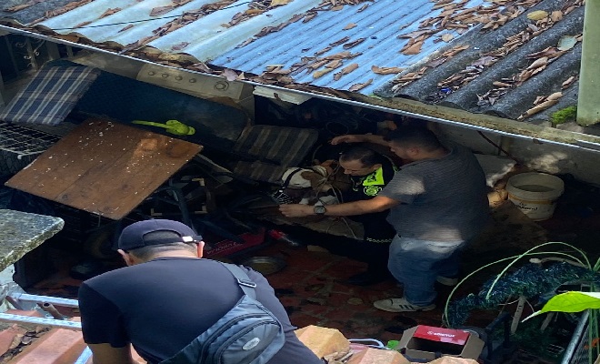 Guardianes verde oliva