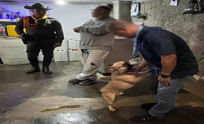 Rescate de tres caninos en la comuna 13, San Javier