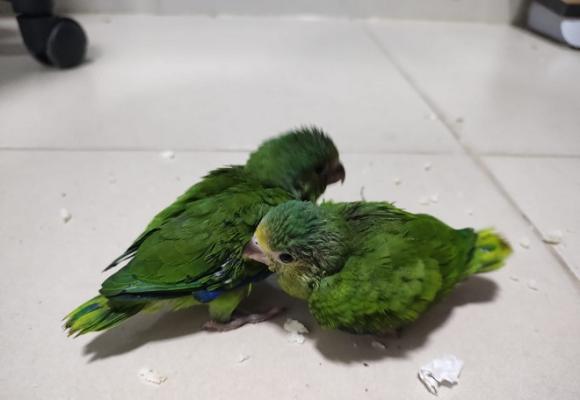 Las aves, nativas de la región fueron halladas ocultas al interior de una botella plástica
