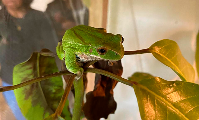 comercialización de fauna silvestre y exótica