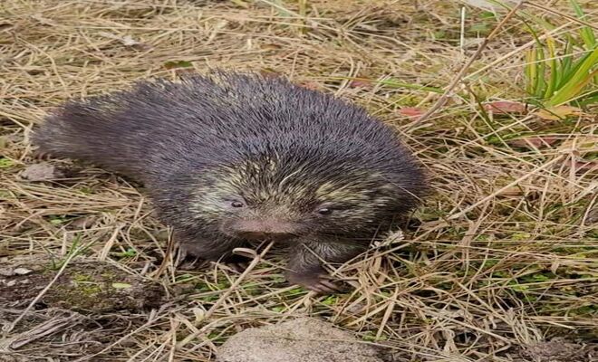 Liberan_especie_de_fauna_silvestre 