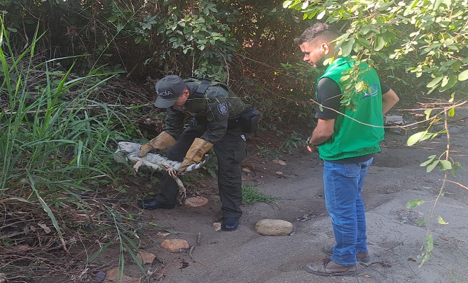 Autoridades en Neiva rescatan y liberan fauna silvestre en su hábitat natural