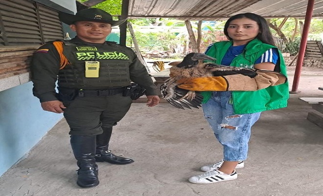 Policía realiza aprehensión preventiva de 4 especímenes silvestres