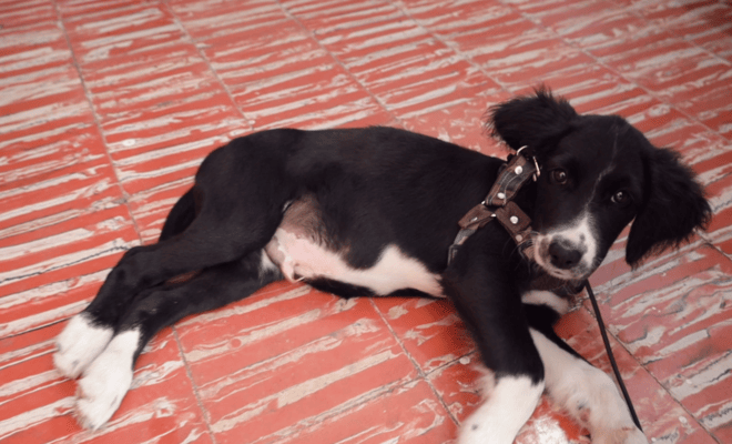 La Policía rescata a un cachorro abandonado en una zona boscosa de Cachipay y le brinda un nuevo hogar