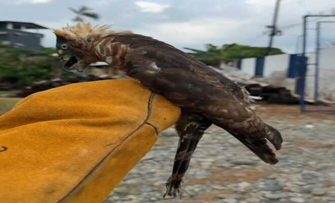 Rescatan Gavilán Caracolero 