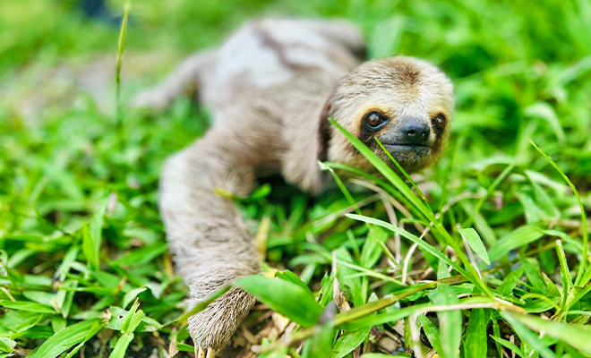 Rescatan Oso Perezoso