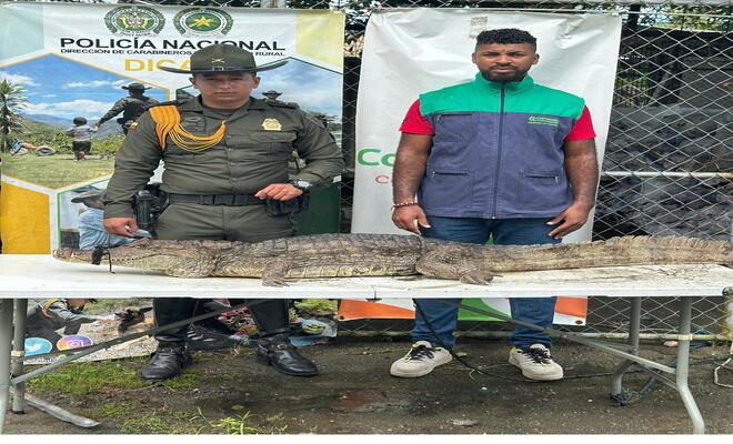 Rescatan fauna silvestre en riesgo en el sur del país 