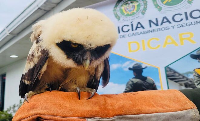 Cuidan animales en Nariño