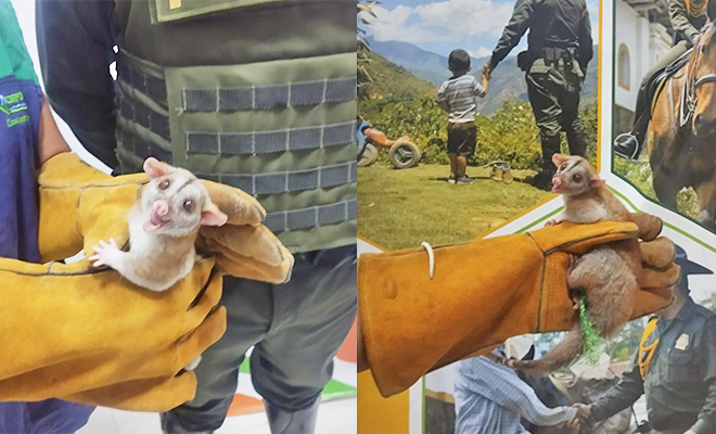 Uniformados de la Policía protegen y conservan las especies 