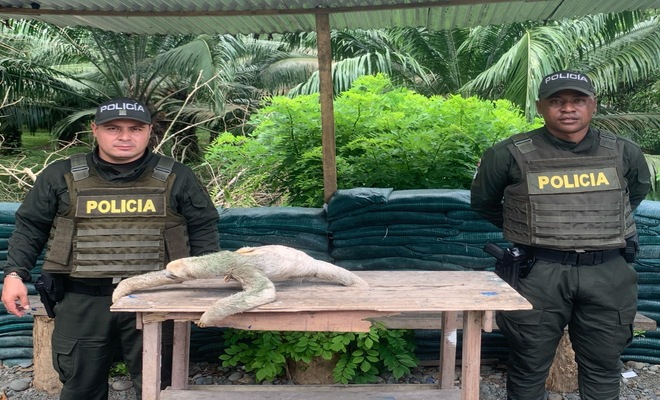 En el corazón verde de Tumaco, la Policía Nacional realizó el rescate de un Oso Perezoso