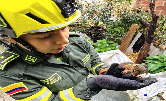 Rescate ardilla Policía en Medellín