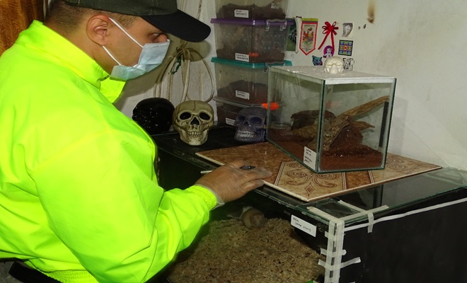 especies recuperadas por tráfico de especies silvestres