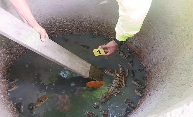 Tráfico de especies reptiles para obtención de pieles