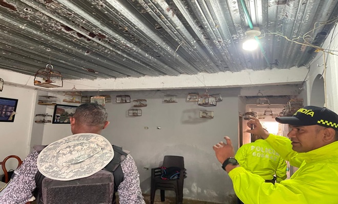 En un golpe contundente contra el tráfico ilegal de fauna silvestre, la Policía Nacional, llevó a cabo la operación “Candela”, logrando la captura de un individuo y la incautación de 41 aves de diferentes especies. 