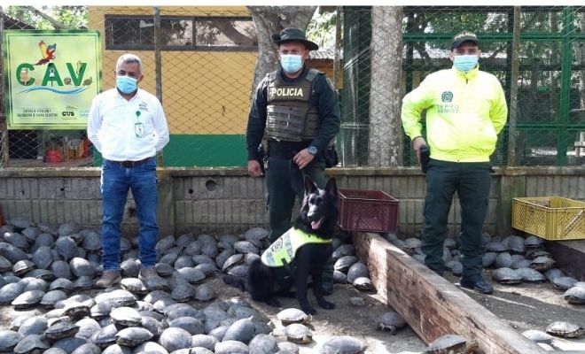  allanamiento_centro_ilegal_de_almacenamiento_de_tortugas