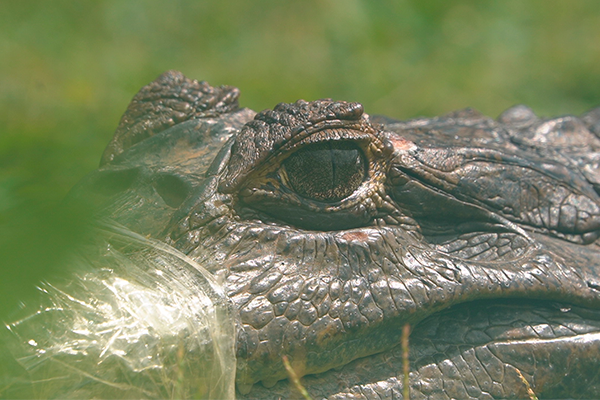 acciones de control y vigilancia se logra la recuperación mediante entrega voluntaria e incautaciones 