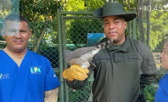 En 72 horas, el grupo de Carabineros y Protección Ambiental de Cartagena rescató 10 especies de fauna silvestre
