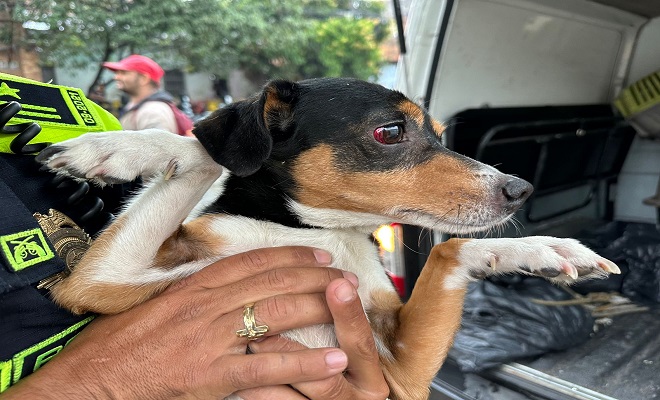 Aprehesión-canino-y-apertura-noticia-criminal