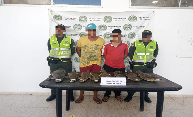 8 babillas incautadas en Palmar de Varela